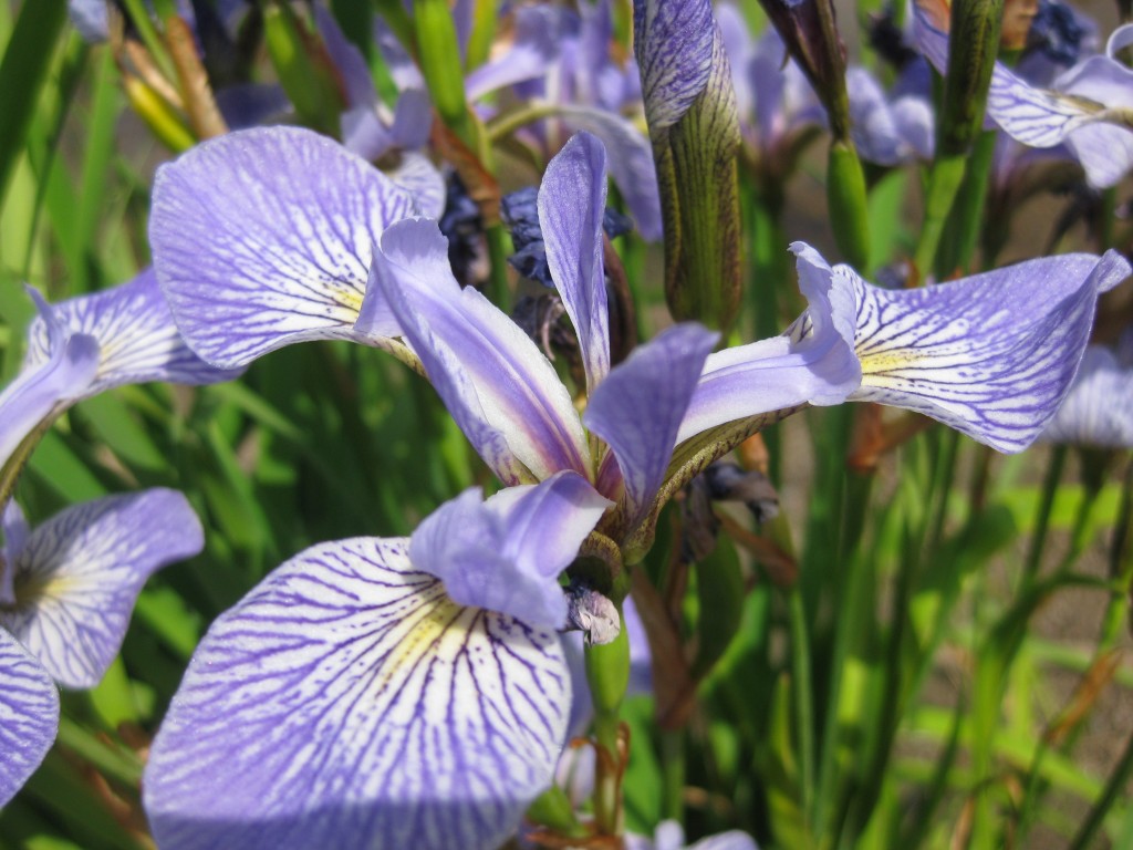 Irises in Bloom Irises in Bloom